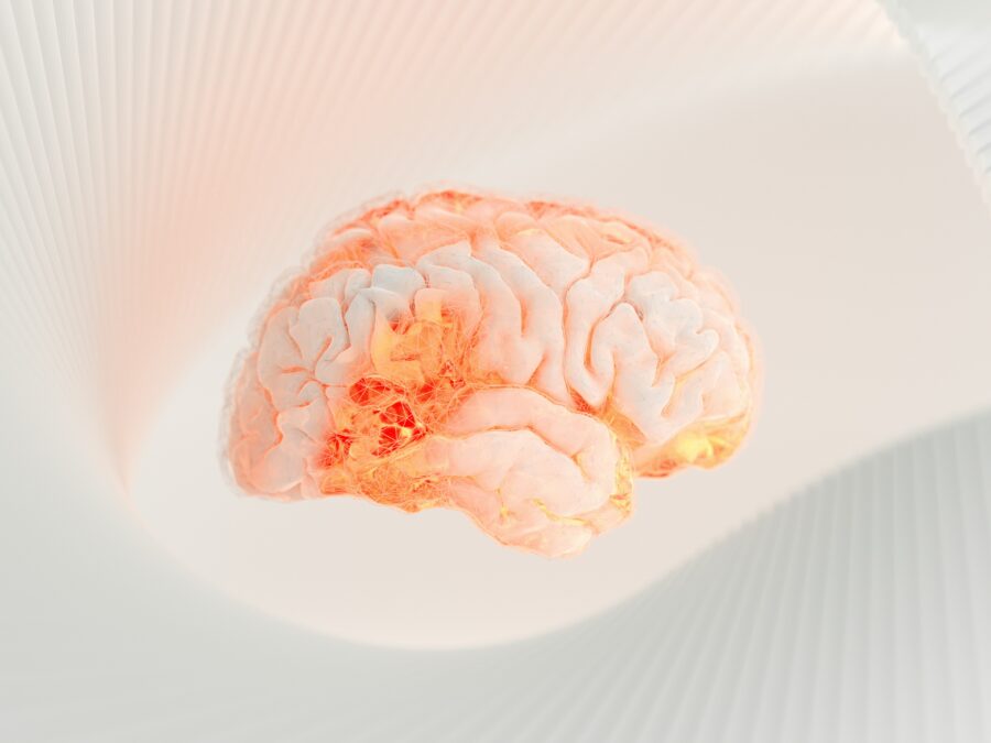 A model of a human brain on a white background.