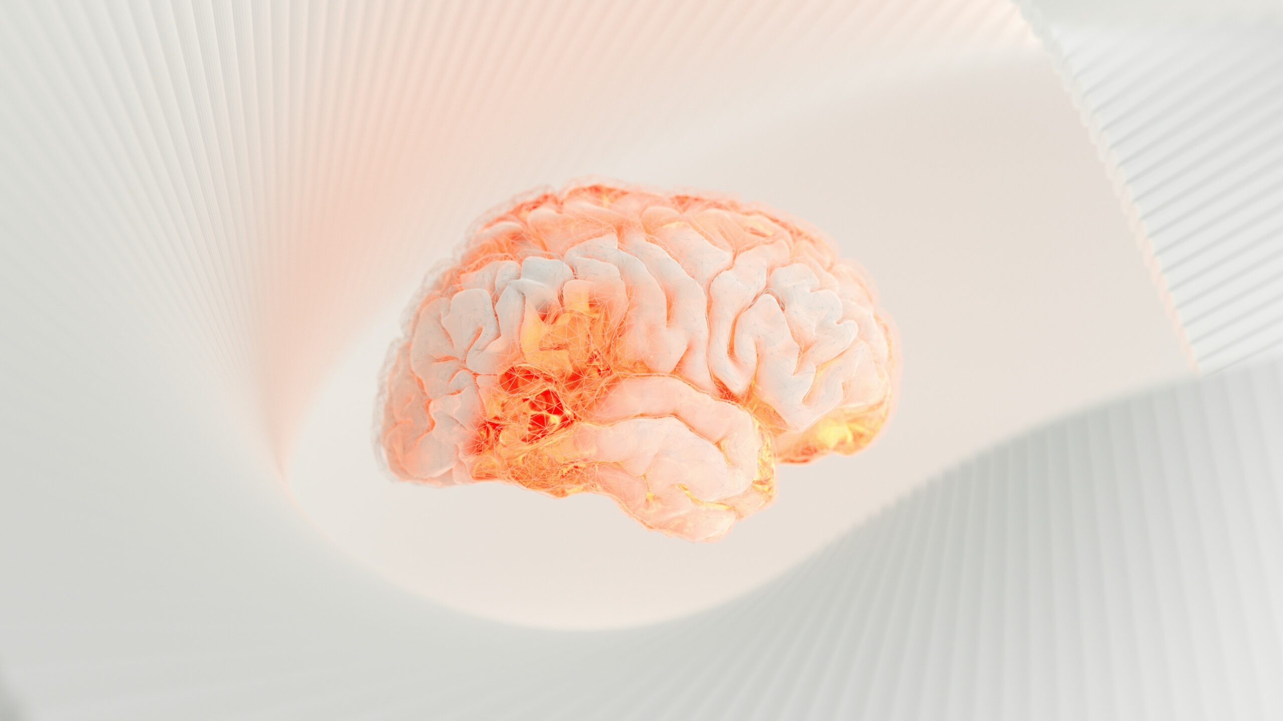 A model of a human brain on a white background.