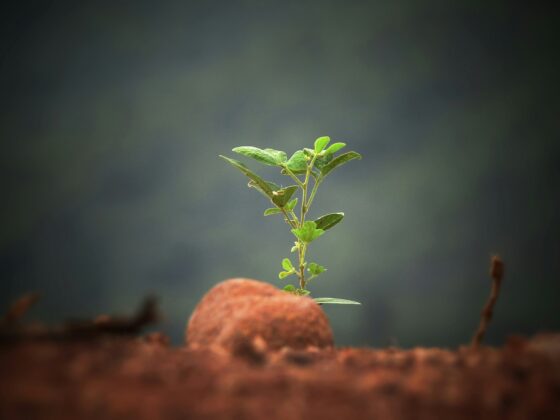 A plant growing in a barren landscape.